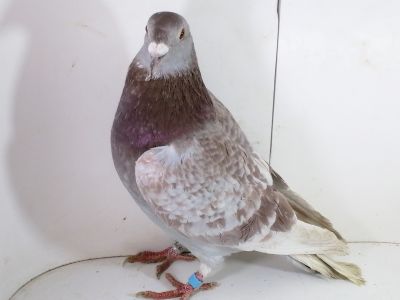 Pl-0287-2025-7879 Janssen linia Vos