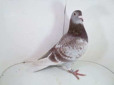 Pl-0287-2025-7879 stara linia Janssen 0-1