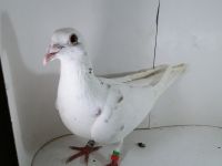 Pl-0287-2025-7882 Geernicxk  x Dirk Van De Bulck