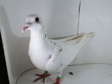 Pl-0287-2025-7882 Geernicxk  x Dirk Van De Bulck