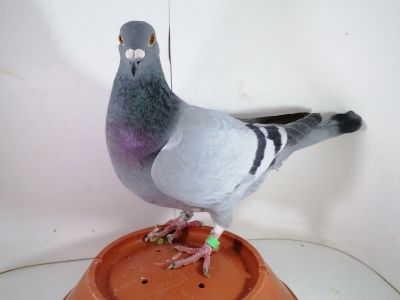 Pl-0287-2025-7882 Inbred Porsche 911