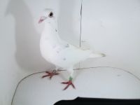 Pl-0287-2025-7882 ojciec biały Drapa x Dirk Van De Bulck Linia Kittel x Rosita x Gripel Gede Rode