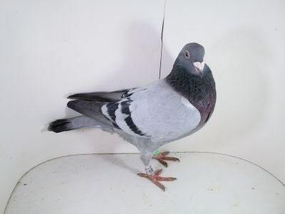 Pl-0287-2025-7885 Wagner 1253 x Julia linia Asów x Koopman linia Manu najlepsza samica rozpłodowa.