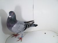 PL-0287-2025-7892 linia ASÓW Porsche 911 Matka oryginał Drapa