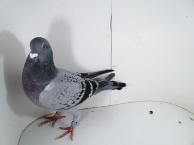 PL-0287-2025-7892 linia ASÓW Porsche 911 Matka oryginał Drapa