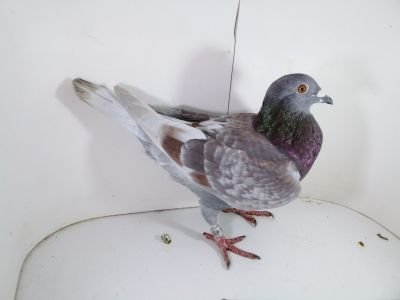 Pl-0287-2025-7904 Julia 2x 1 As OK. X 613 X 911 X KITTEL