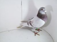 Pl-0287-2025-7905 Dirk Van De Bulck Linia Kittel x Rosita x Gripel Gede Rode