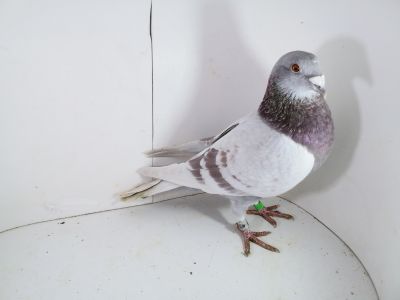 Pl-0287-2025-7905 Dirk Van De Bulck Linia Kittel x Rosita x Gripel Gede Rode