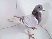 Pl-0287-2025-7905 Dirk Van De Bulck Linia Kittel x Rosita x Gripel Gede Rode