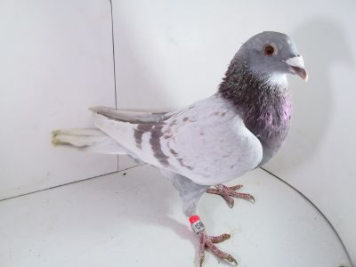 Pl-0287-2025-7905 Dirk Van De Bulck Linia Kittel x Rosita x Gripel Gede Rode