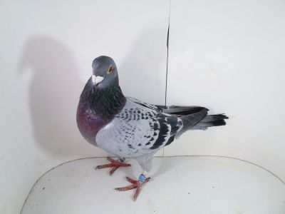 Pl-0287-2025-7906 Ojciec oryginał Vandenabeele x Bliksem, Rudy, Janson