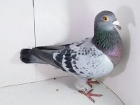 Pl-0287-2025-7906 Vandenabeele Linia Wittenbuik Bliksem