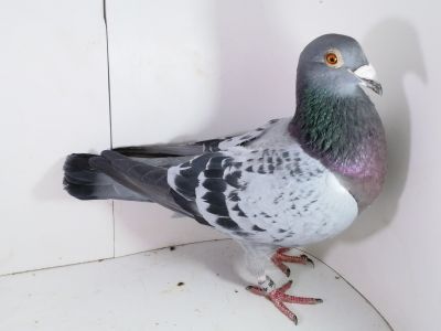 Pl-0287-2025-7906 Vandenabeele Linia Wittenbuik Bliksem