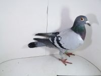 Pl-0287-2025-7912 Vercammen Barco x Kitty