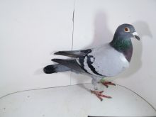 Pl-0287-2025-7912 Vercammen Barco x Kitty