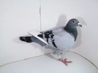 Pl-0287-2025-7919 Inbred Vercammen