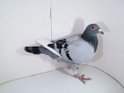 Pl-0287-2025-7919 Inbred Vercammen