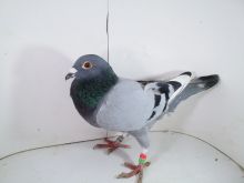 Pl-0287-2025-7919 Vercammen Elektro x Kitty