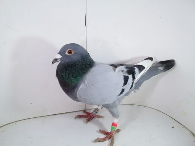 Pl-0287-2025-7919 Vercammen Elektro x Kitty