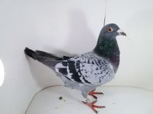 Pl-0287-2025-7929 Linia Asów Grubas 1As Okręgu x Koopman linia Manu