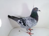 Pl-0287-2025-7929 Linia Asów Grubas 1As Okręgu x Koopman linia Manu 1-0