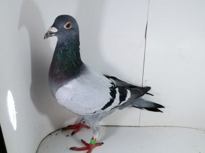 Pl-0287-2025-7939 Jos Thone Matka i ojciec oryginał Jos Thone