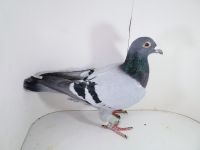 Pl-0287-2025-7939 Ojciec i matka orginał Jos Thone