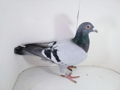 Pl-0287-2025-7939 Ojciec i matka orginał Jos Thone