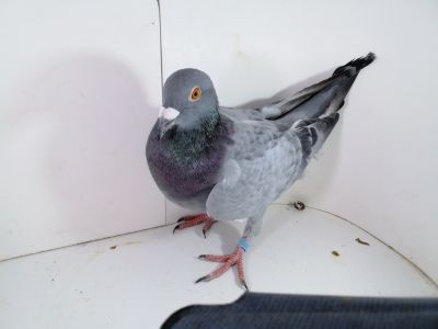 Pl-0287-2025-7942 Wagner 1253 x 2x1 As OK. Julia x Gruba