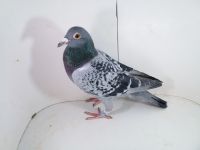 Pl-0287-2025-7948 Best Kittel x Porsche 911