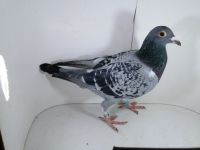 Pl-0287-2025-7948 Porsche 911 x Best Kittel MEGA ZŁĄCZENIE