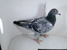 Pl-0287-2025-7948 Porsche 911 x Best Kittel MEGA ZŁĄCZENIE