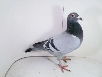 Pl-0287-2025-7951 Batenburg linia Lauereaat x Koopman linia Manu