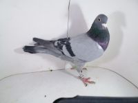 Pl-0287-2025-7952 Batenburg Merwe linia Lauereaat x Koopman linia Manu