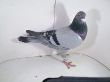 Pl-0287-2025-7952 Batenburg Merwe linia Lauereaat x Koopman linia Manu