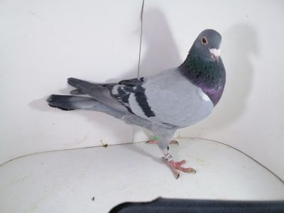 Pl-0287-2025-7952 Batenburg Merwe linia Lauereaat x Koopman linia Manu