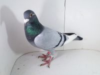 Pl-0287-2025-7953 Linia Asów x Pałka Żak 5 lotnik Polski