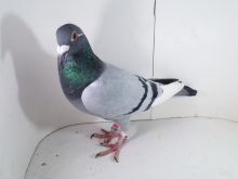 Pl-0287-2025-7953 Linia Asów x Pałka Żak 5 lotnik Polski