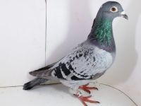 Pl-0287-2025-7956 Inbred Porsche 911 Kusser x Drapa