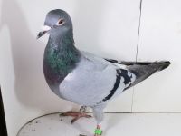 Pl-0287-2025-7964 Mega złączenie Porsche 911 X DIRK VAN DE BULCK LINIA KITTEL ROSITA GRIPEL