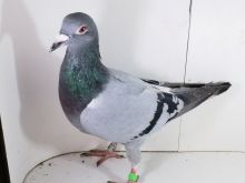 Pl-0287-2025-7964 Mega złączenie Porsche 911 X DIRK VAN DE BULCK LINIA KITTEL ROSITA GRIPEL