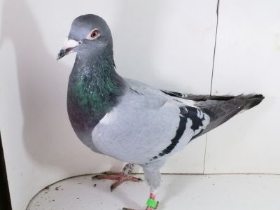 Pl-0287-2025-7964 Mega złączenie Porsche 911 X DIRK VAN DE BULCK LINIA KITTEL ROSITA GRIPEL