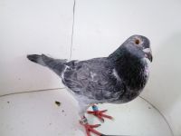 PL-0287-2025-7970 Jos Thone x Manu Koopman