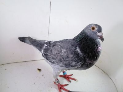 PL-0287-2025-7970 Jos Thone x Manu Koopman