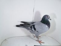 Pl-0287-2025-7982 Batenburg Merwe linia Lauereaat x Koopman linia Manu