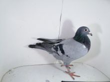 Pl-0287-2025-7982 Batenburg Merwe linia Lauereaat x Koopman linia Manu