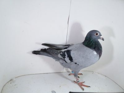 Pl-0287-2025-7982 Batenburg Merwe linia Lauereaat x Koopman linia Manu