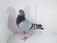 Pl-0287-2025-8013 Dirk Van De Bulck x Porsche 911   0-1