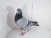 Pl-0287-2025-8013 Dirk Van De Bulck x Porsche 911   0-1