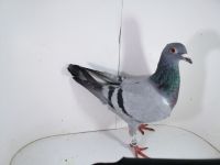 Pl-0287-2025-8013 Porsche 911 x DIRK VAN DE BULCK